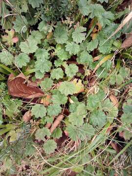 Image of Lachemilla pectinata (Kunth) Rothm.