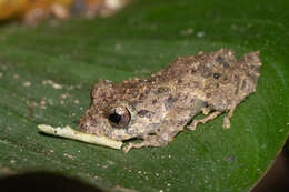 Image of Chiriqui Robber Frog