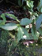 Image of Goodyera henryi Rolfe