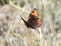 Erebia epistygne Hübner 1816 resmi