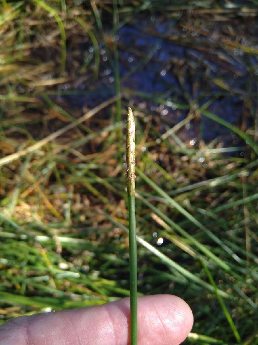 Image of Chinese water chestnut