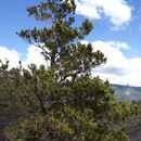 Image of Chilean cedar