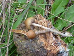 Image of Psilocybe alutacea Y. S. Chang & A. K. Mills 2006