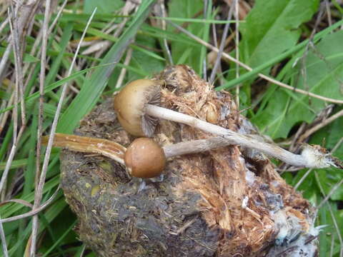 Psilocybe alutacea Y. S. Chang & A. K. Mills 2006的圖片