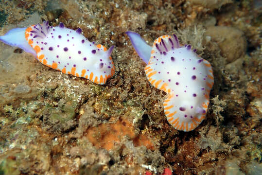 Image of Mexichromis macropus Rudman 1983