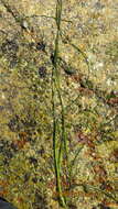 Image of Torrey's surfgrass