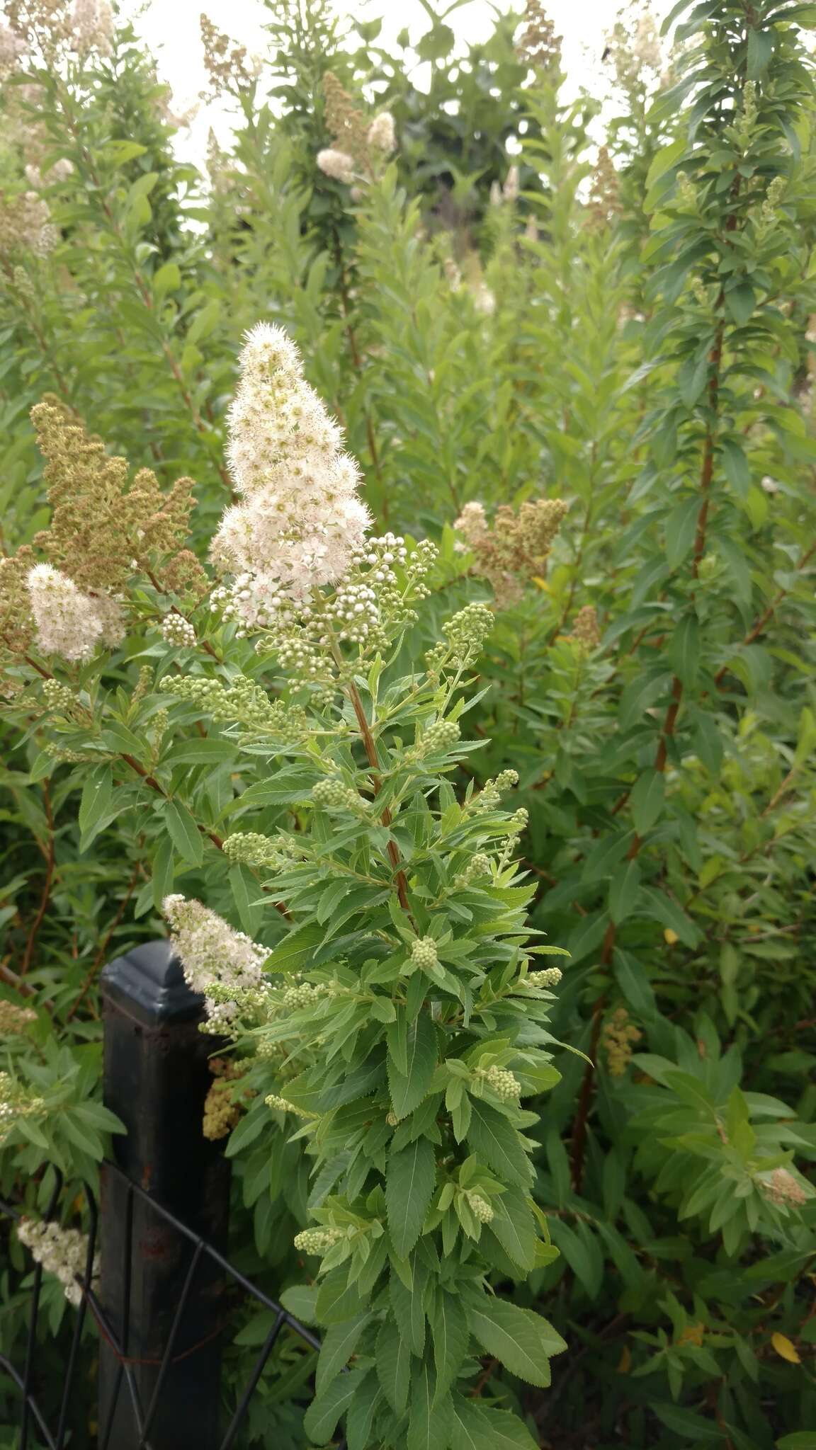 Imagem de Spiraea alba Du Roi