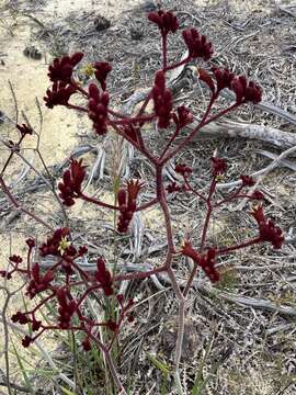 Image of Anigozanthos rufus Labill.