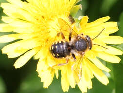 Imagem de Anthidium manicatum (Linnaeus 1758)