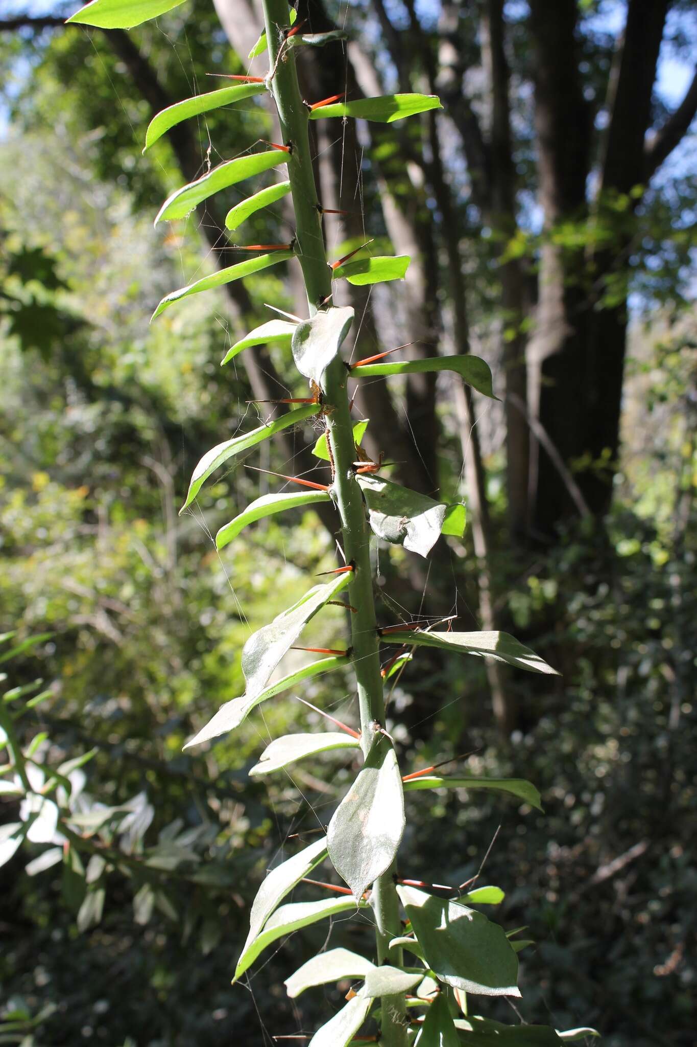 Image of Pereskiopsis diguetii (F. A. C. Weber) Britton & Rose