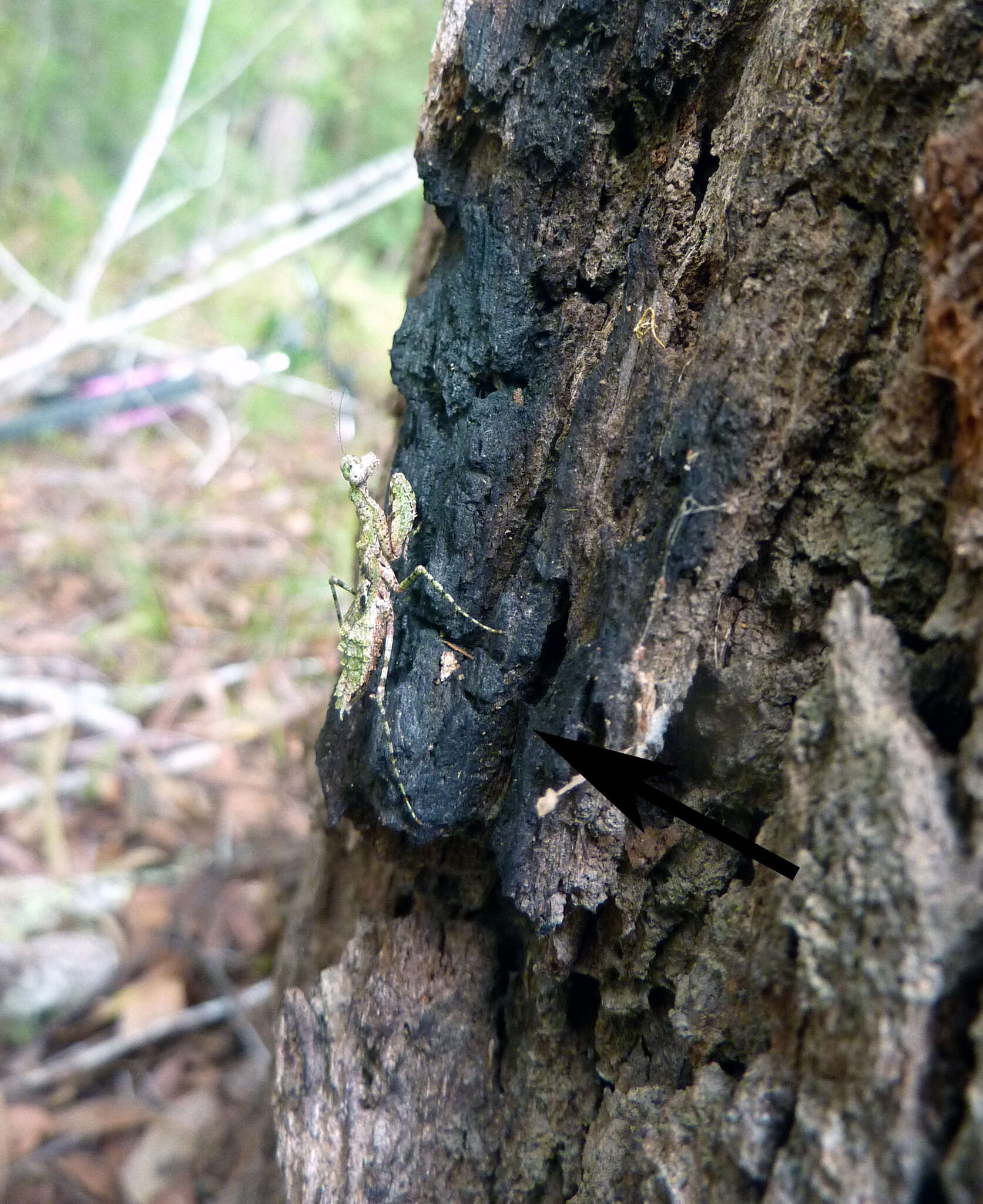 صورة Calofulcinia paraoxypila Tindale 1930