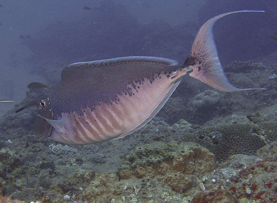 Image of Humpback Unicornfish