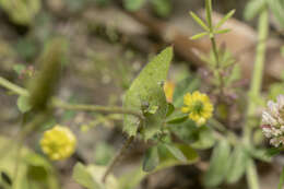 Image of Crepis micrantha Czer.