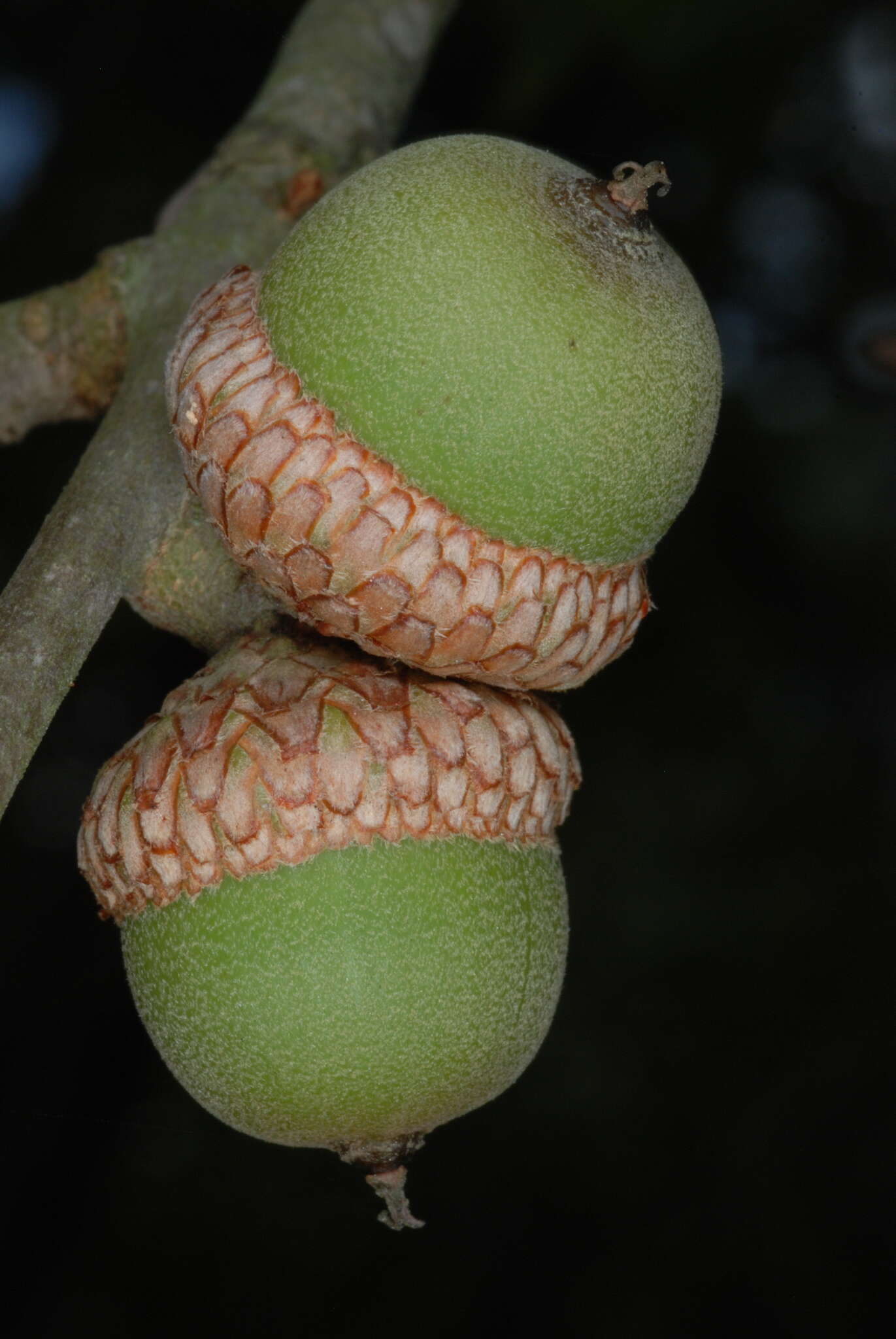 Image of Craven oak