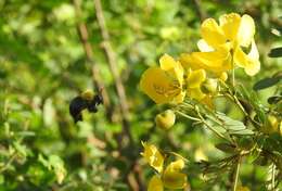 Image of Xylocopa ruficornis Fabricius 1804