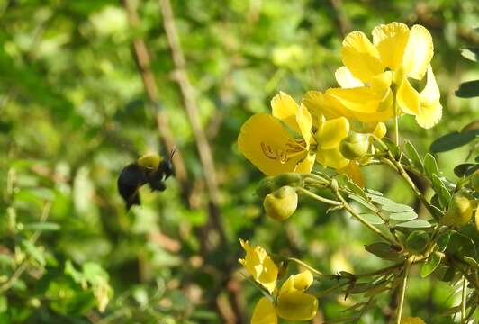 Plancia ëd Xylocopa ruficornis Fabricius 1804