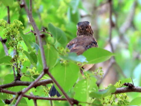 Image of Bearded Scrub Robin