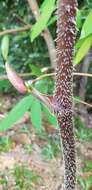 Image of Smilax setosa Miq.