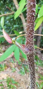 Image of Smilax setosa Miq.