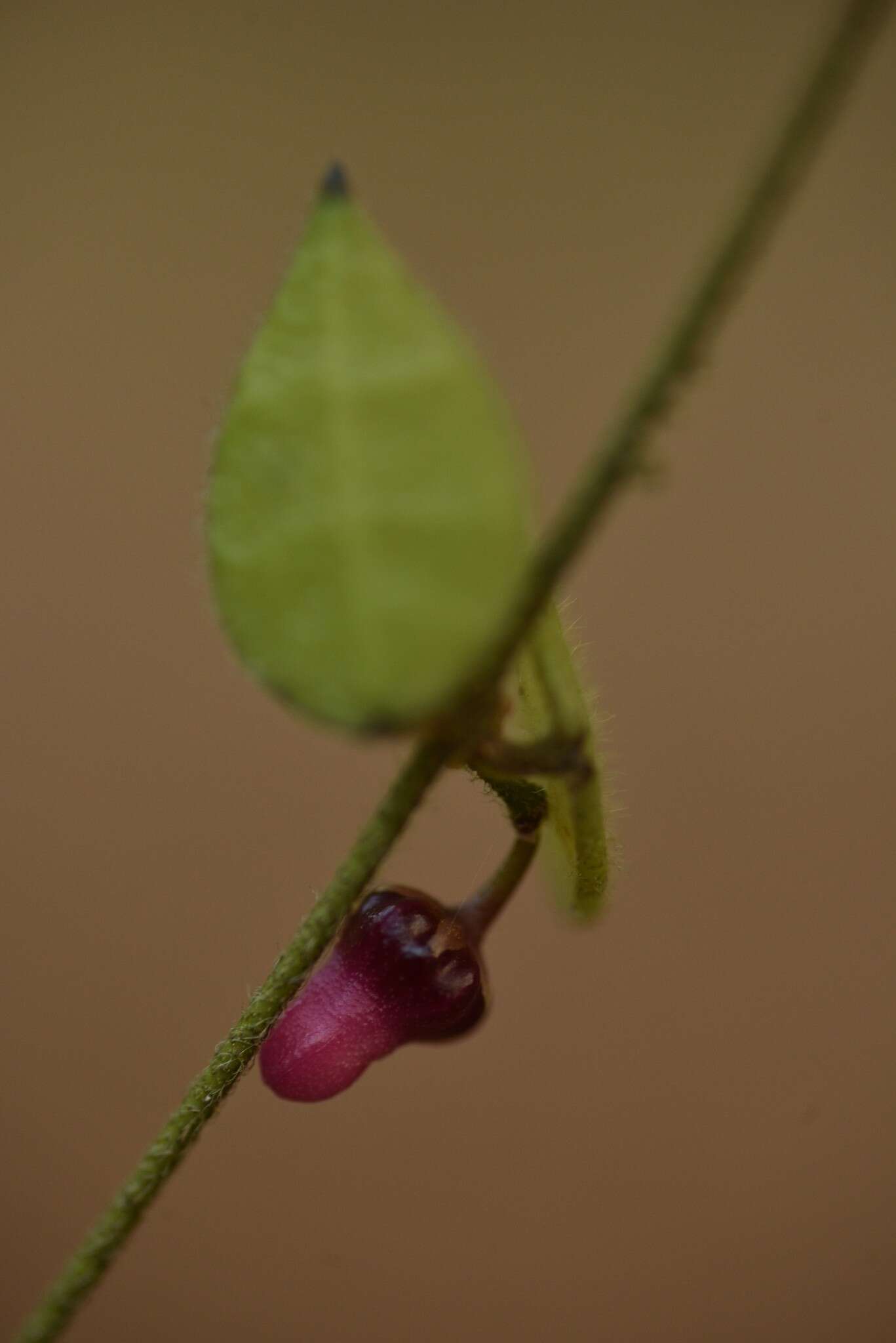 Image of Dischidia hirsuta (BI.) Decne.