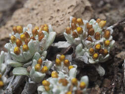 Image of Helichrysum lineatum Bolus