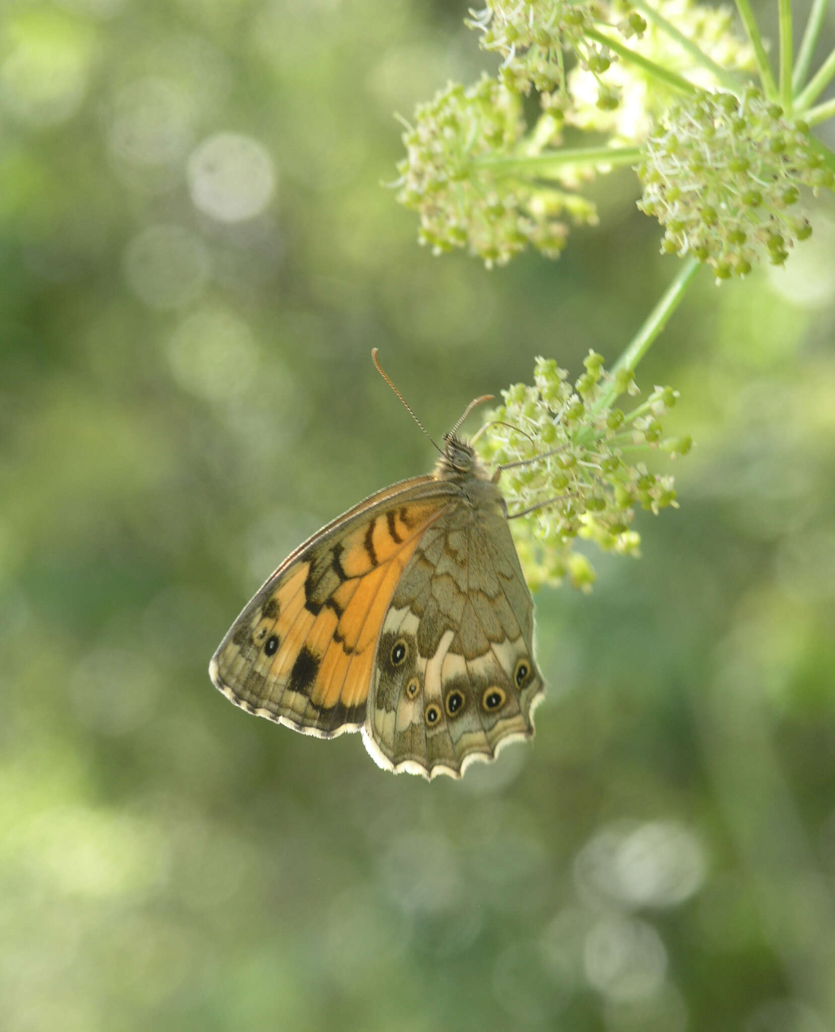 Image of Kirinia eversmanni