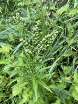 Image of Penthorum chinense Pursh