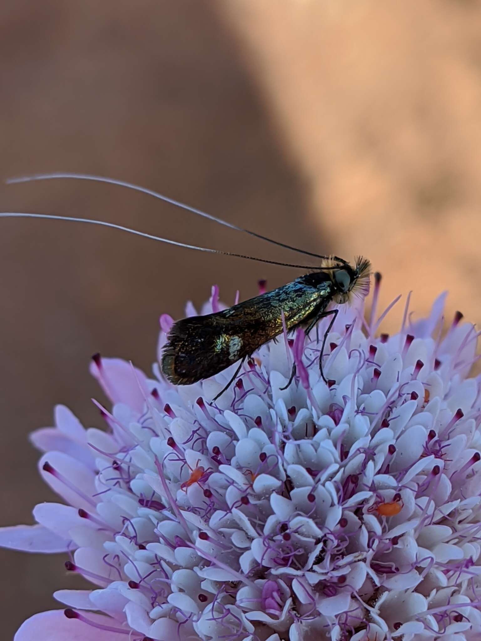 Слика од Nemophora raddaella Hübner 1793