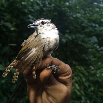 Image of Cabanis's Wren