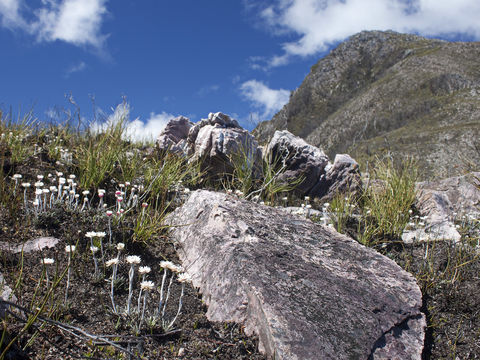 Image of <i>Helichrysum pumilum</i> Hook. fil.