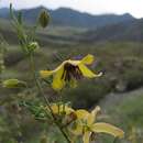 Image of Clematis glauca Willd.