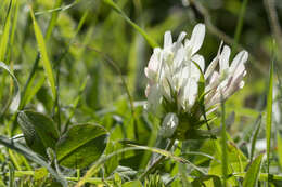 Trifolium clypeatum L.的圖片