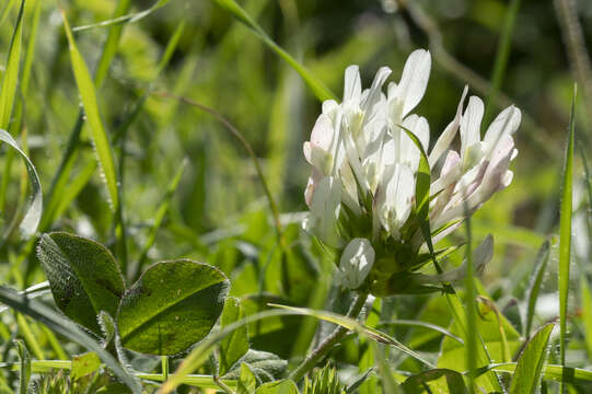 Image de Trifolium clypeatum L.