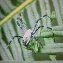 Image of Argiope chloreides Chrysanthus 1961