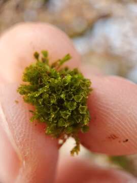 Image of tetraphis moss