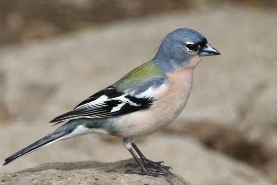 Image of Fringilla coelebs africana Levaillant & J 1850