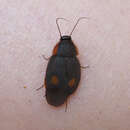 Image of Pacific cockroach