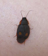 Image of Pacific cockroach