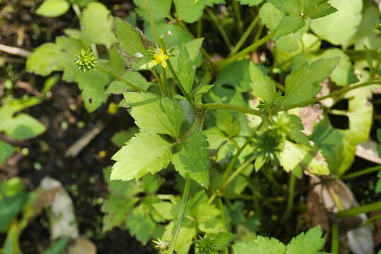 Image of Ranunculus silerifolius H. Lév.