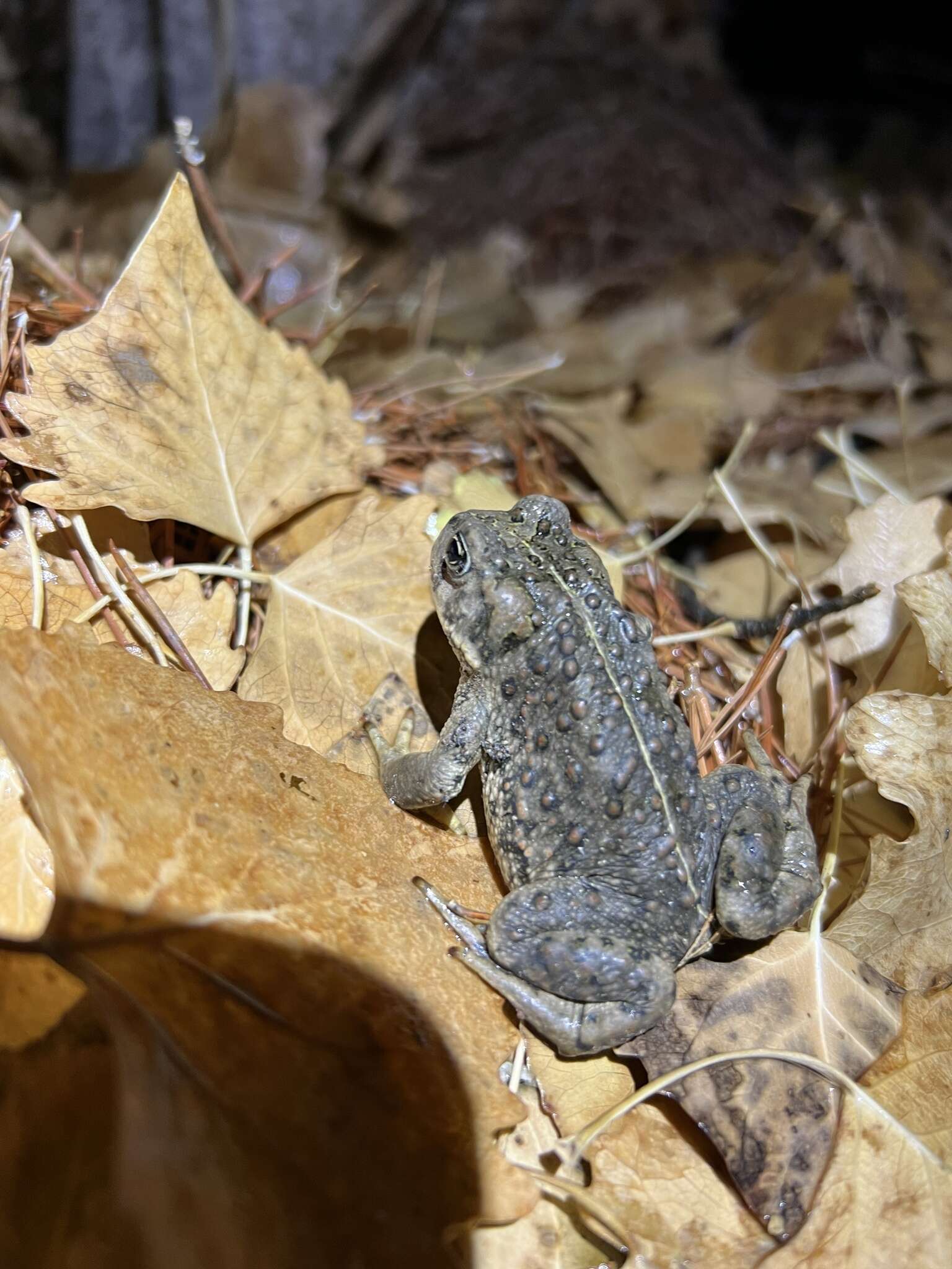 Image of Amargosa toad