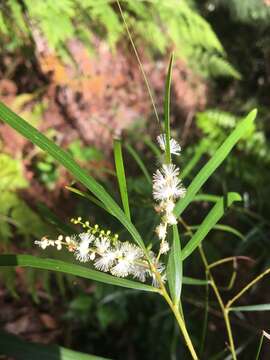 Слика од Acacia longissima H. L. Wendl.