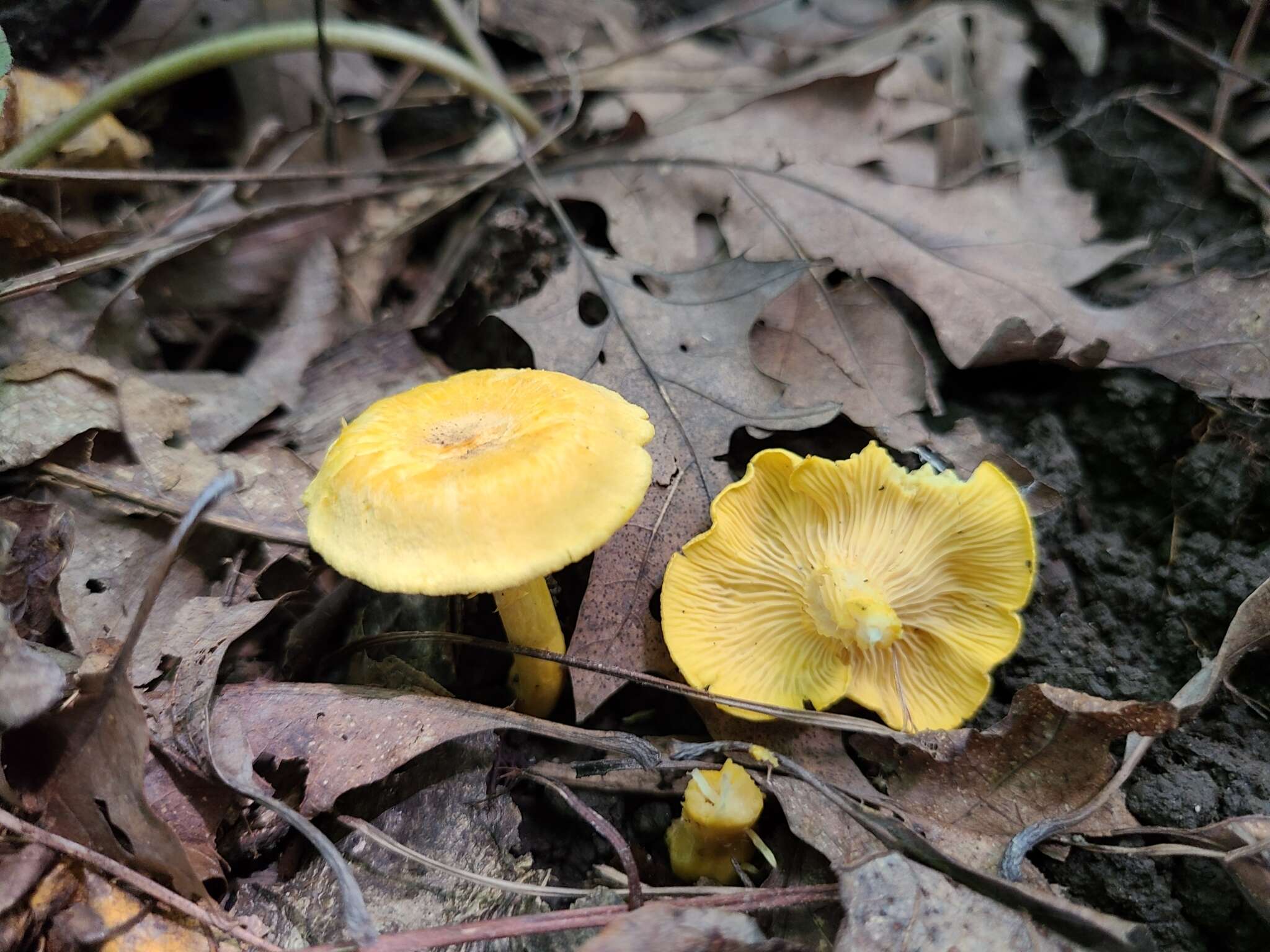 Image de Cantharellus flavus Foltz & T. J. Volk 2013