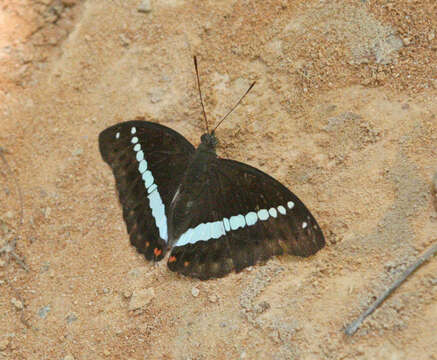 صورة Euthalia recta monilis Moore 1897