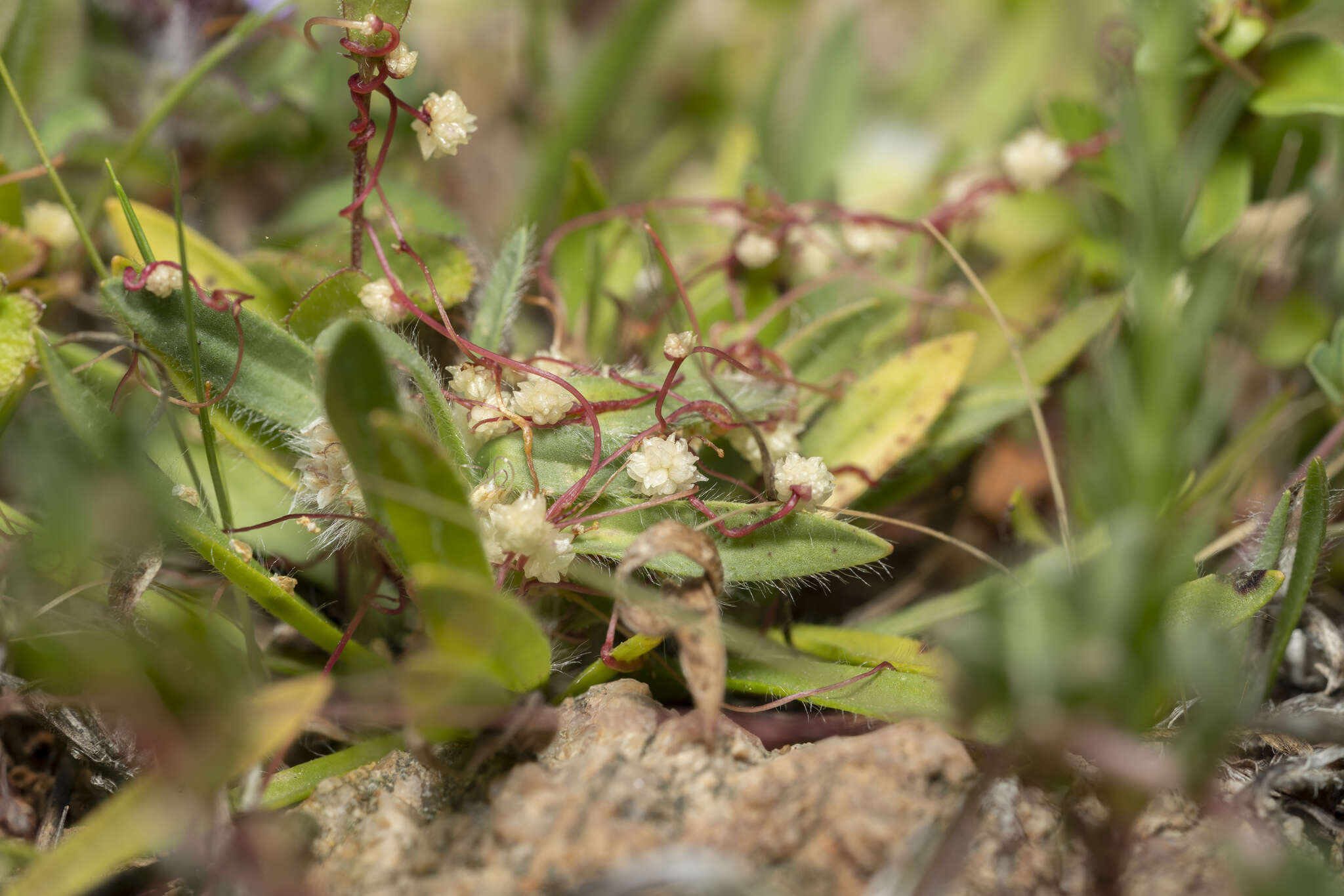 Image of Cuscuta palaestina Boiss.