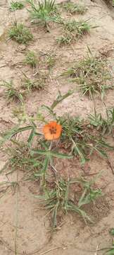 Image of Sphaeralcea laciniata (K. Schum.) Krapov.