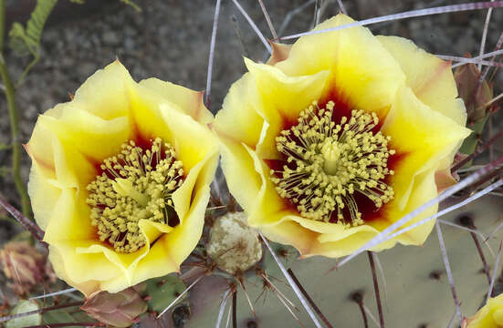 Image of Opuntia azurea var. parva