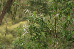 Image of Prostanthera lasianthos Labill.