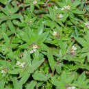 Image of Buglossoides czernjajevii (Klok.) Czer.