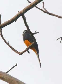 Plancia ëd Trogon chionurus Sclater, PL & Salvin 1871