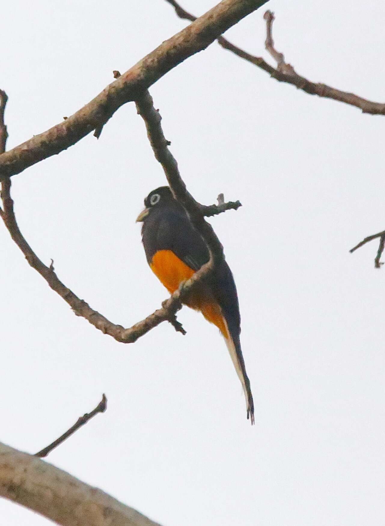 Plancia ëd Trogon chionurus Sclater, PL & Salvin 1871